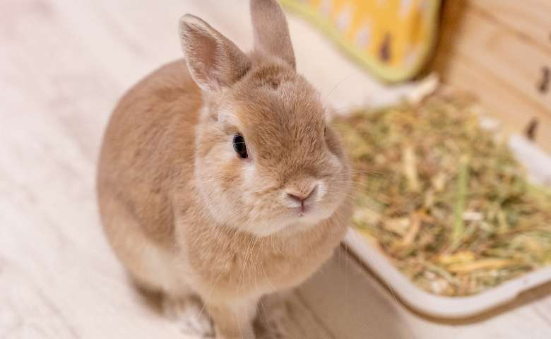 エキゾチック科